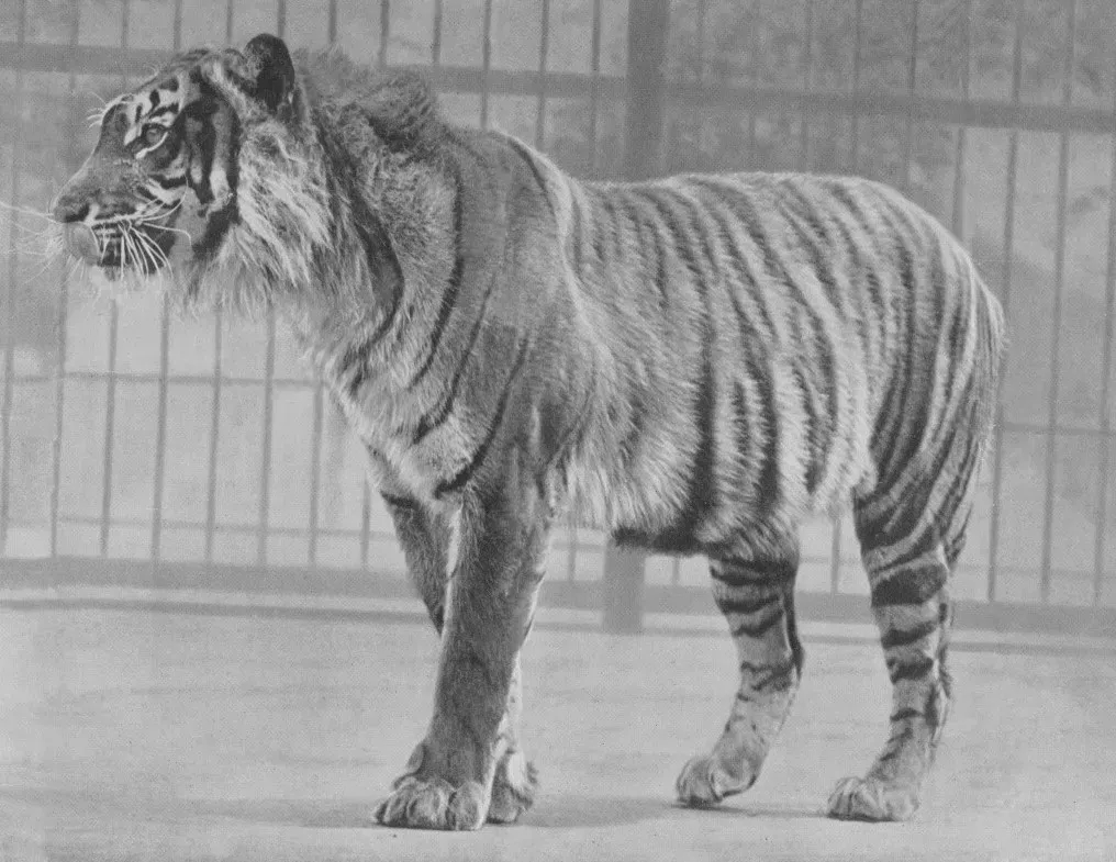 5. The Javan Tiger: Still Stalking the Margins of Official Reports (By F. W. Bond (d. 1942), Public domain)