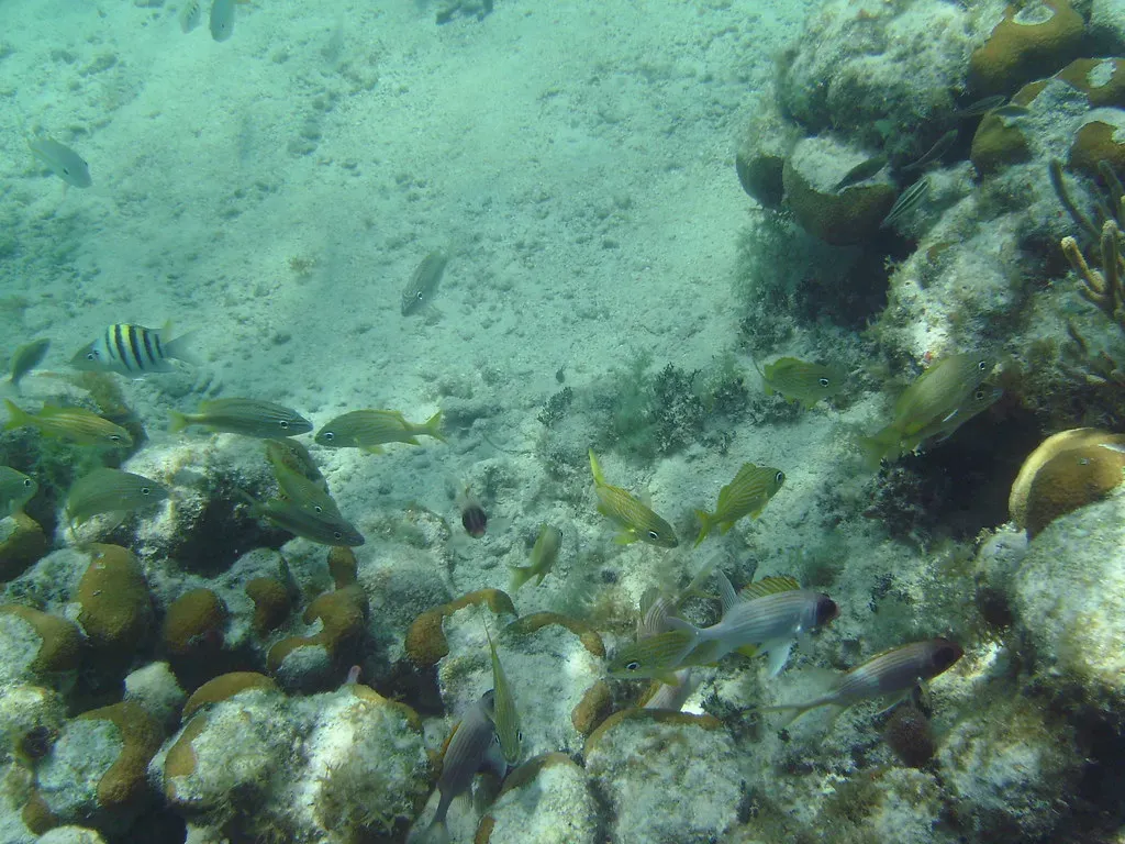 6. Fish Using Sound, Not Just Silent Swimming (Image Credits: Flickr)