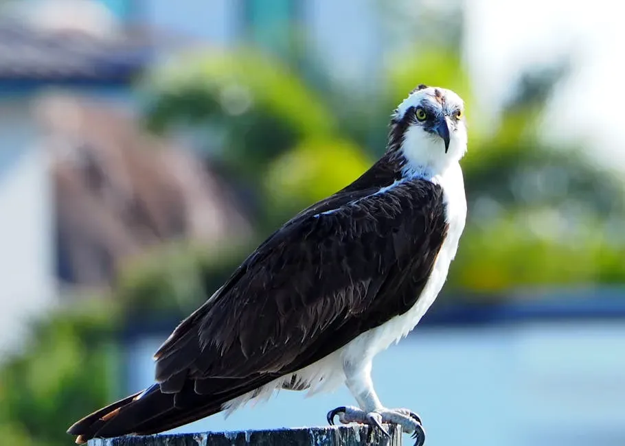 5. Remarkable Vision Lets Them See Fish Through Glare and Waves (Image Credits: Pexels)