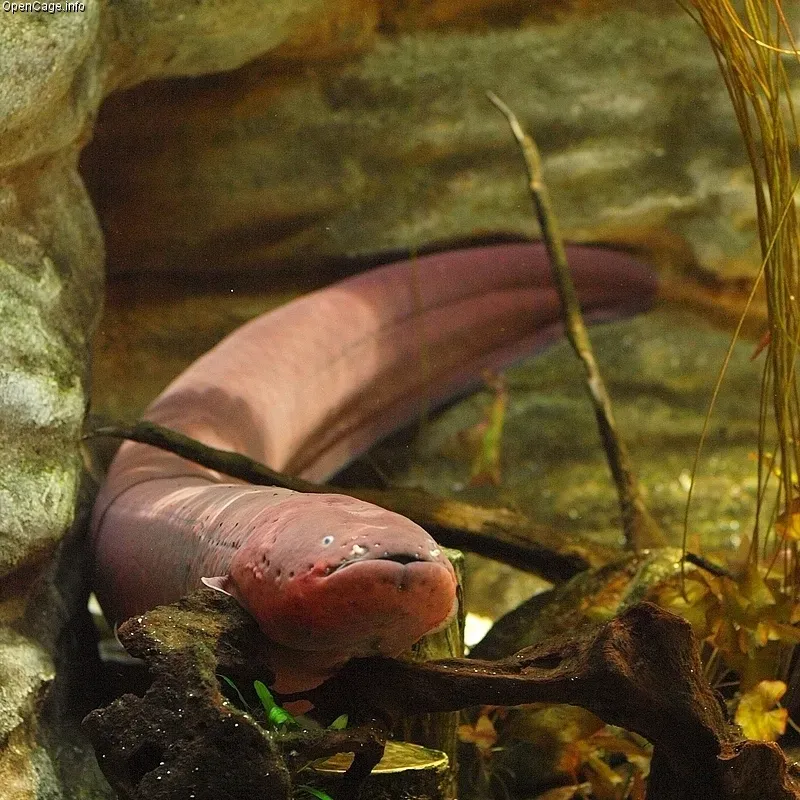 Electric Eels: Living Batteries of the Amazon (Image Credits: Wikimedia)