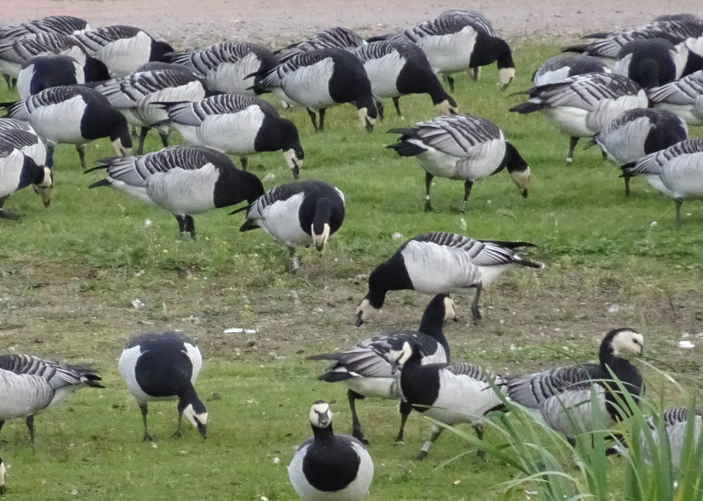 Barnacle Geese Master the Art of Timing (Image Credits: Flickr)