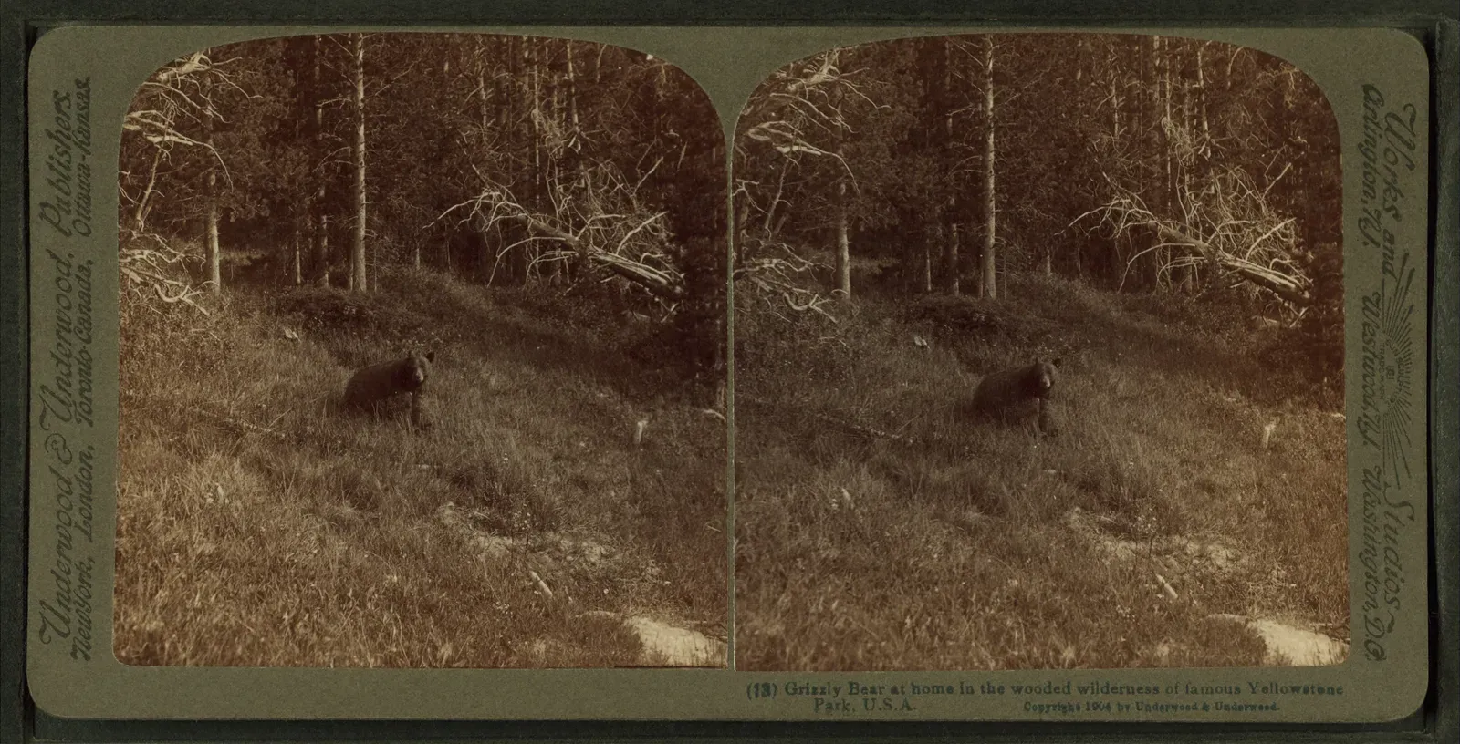 The Yellowstone Link: Wyoming’s Small but Strategic Population (Image Credits: Wikimedia)