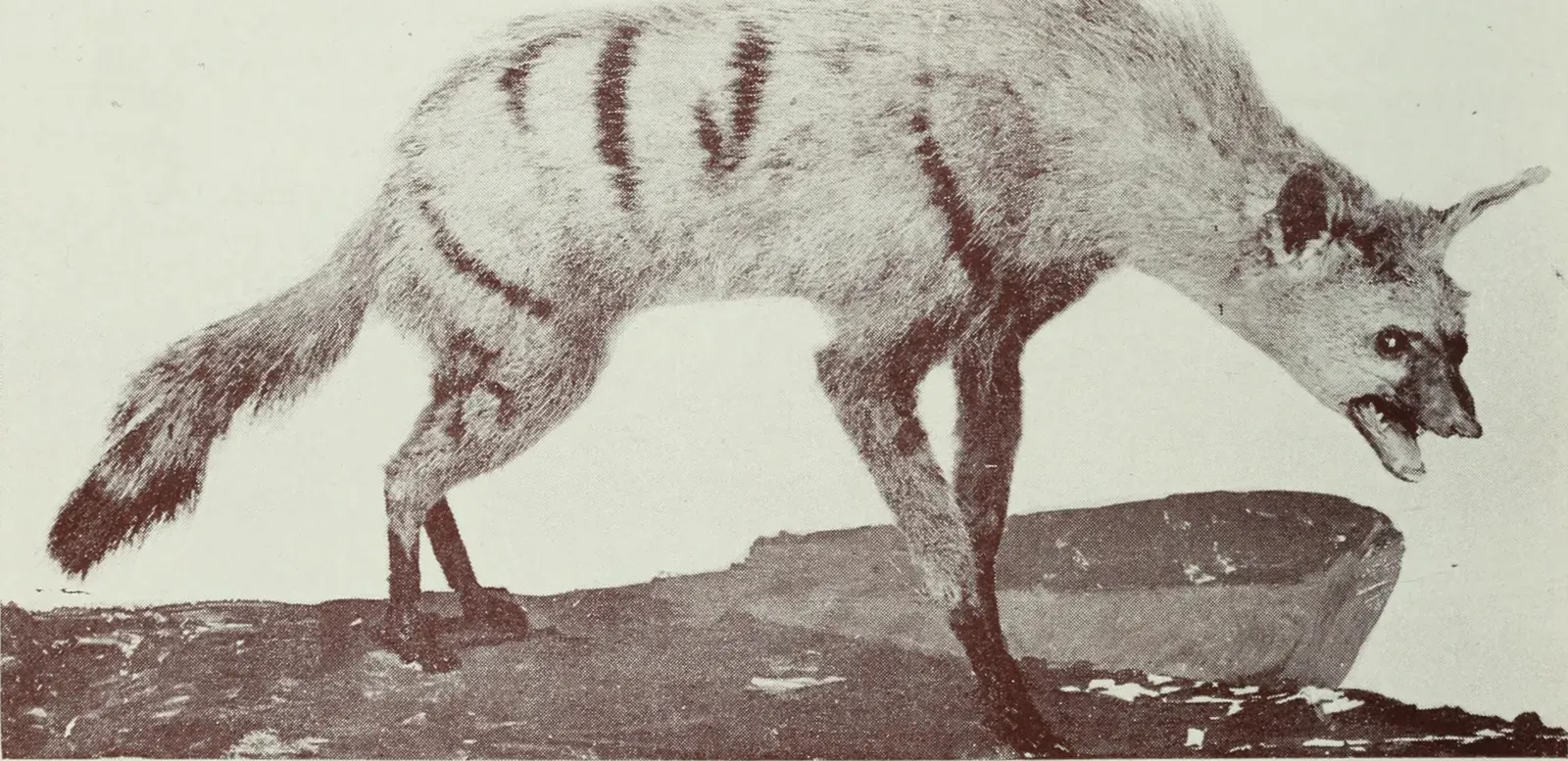 #10 The Tasmanian “Queensland Tiger” Look‑alike (By Internet Archive Book Images, No restrictions)