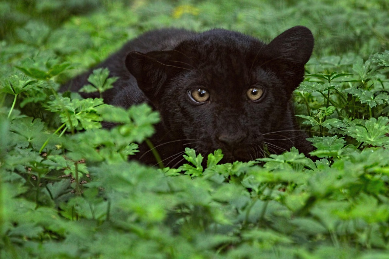 They Face Serious Conservation Challenges (Image Credits: Pixabay)