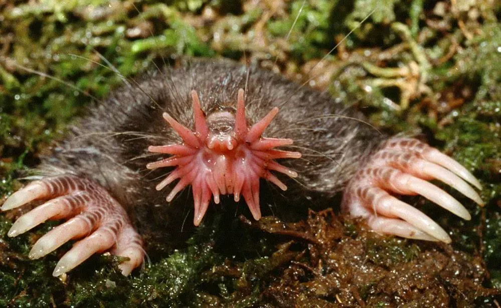 Star-nosed mole: The world’s fastest feeler (Image Credits: Wikimedia)