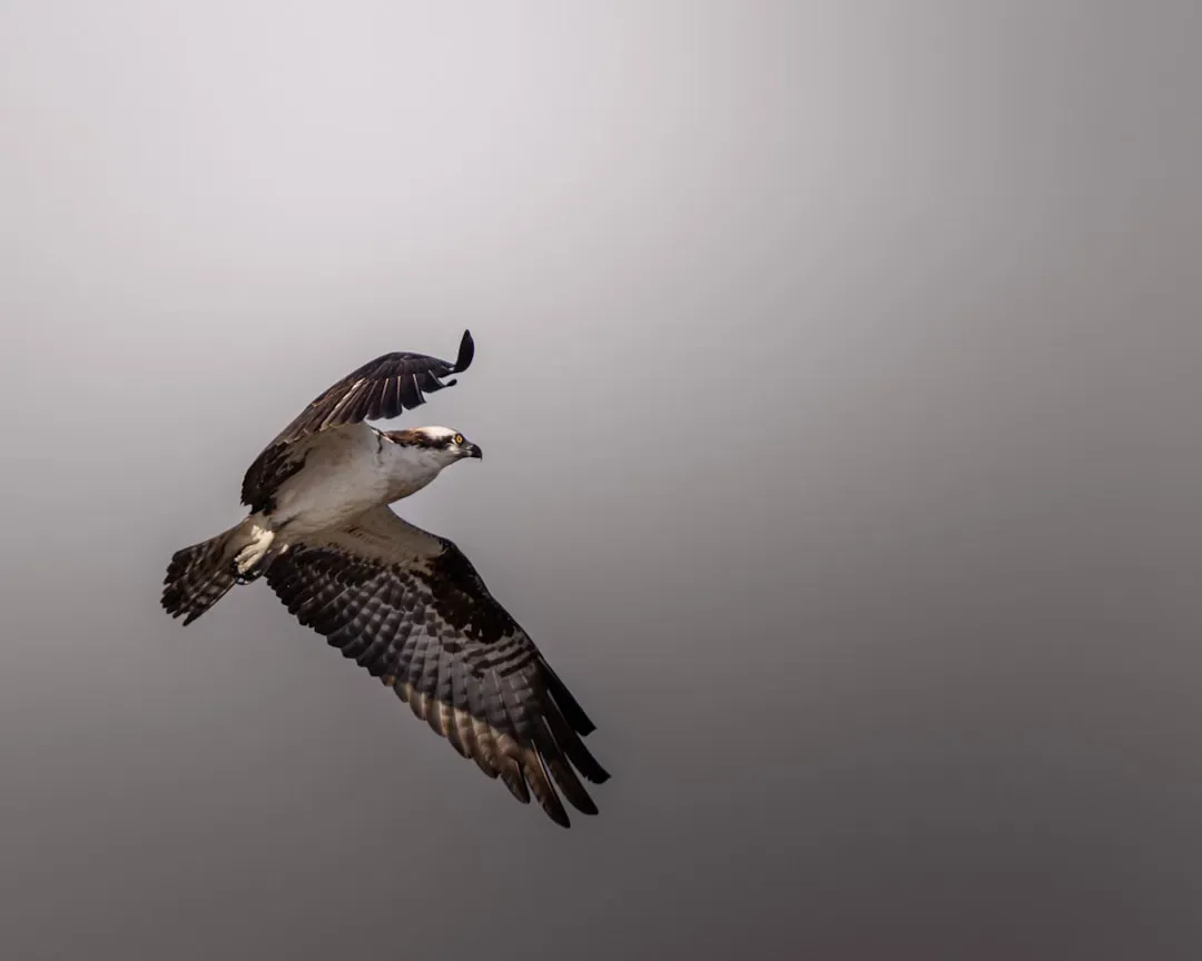 9. Certain Species Are Extreme Athletes of the Animal World (Image Credits: Unsplash)