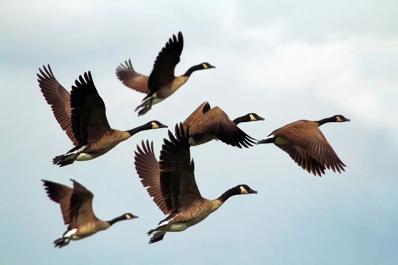 Reading the Sky: Geese Are Constantly Risk‑Checking (Image Credits: Pixabay)