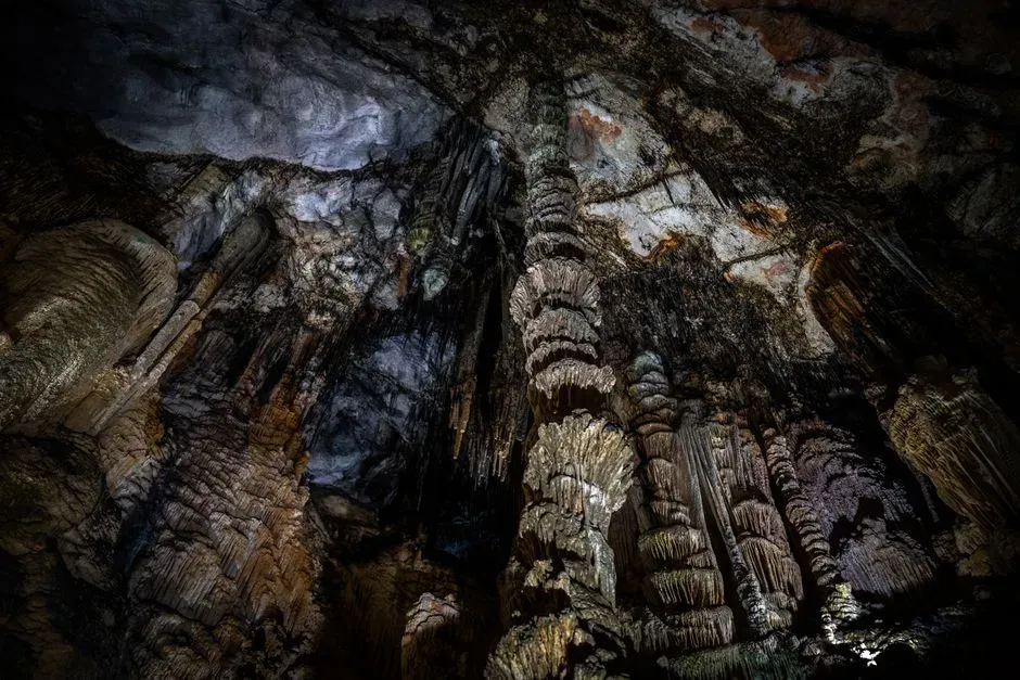 #5 - The Largest Fossil Forest Ever Found, Preserved in a Coal Mine's Ceiling (Image Credits: Pexels)