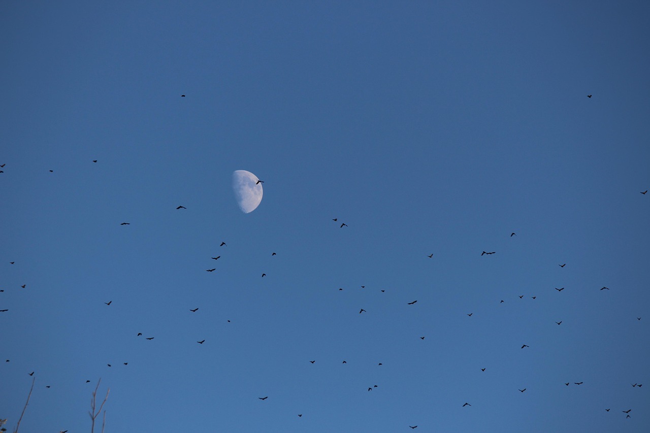 Bird Migration Synchronized to Moonlight (Image Credits: Pixabay)