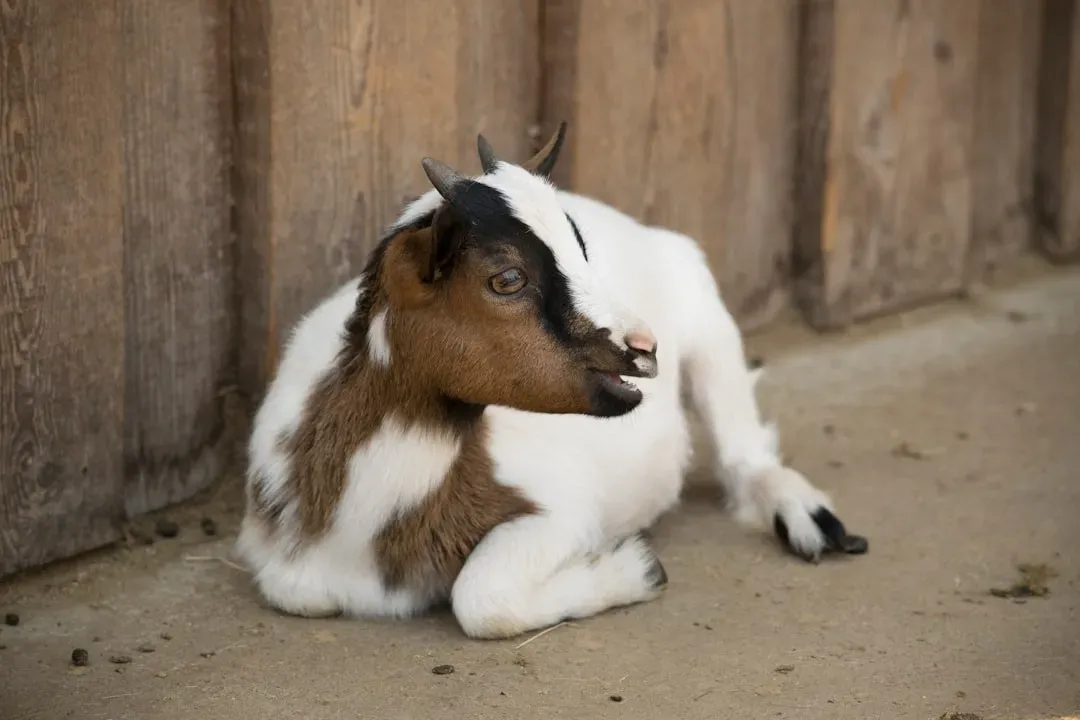 12. Some Goats “Faint” Due To A Genetic Condition (Image Credits: Unsplash)