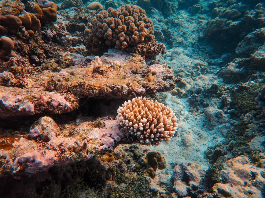 The Shocking Speed Of Modern Coral Collapse (Image Credits: Pexels)
