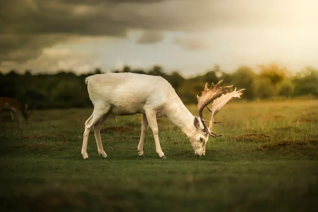 How You Can Work With the Stag Symbol Today (Image Credits: Unsplash)