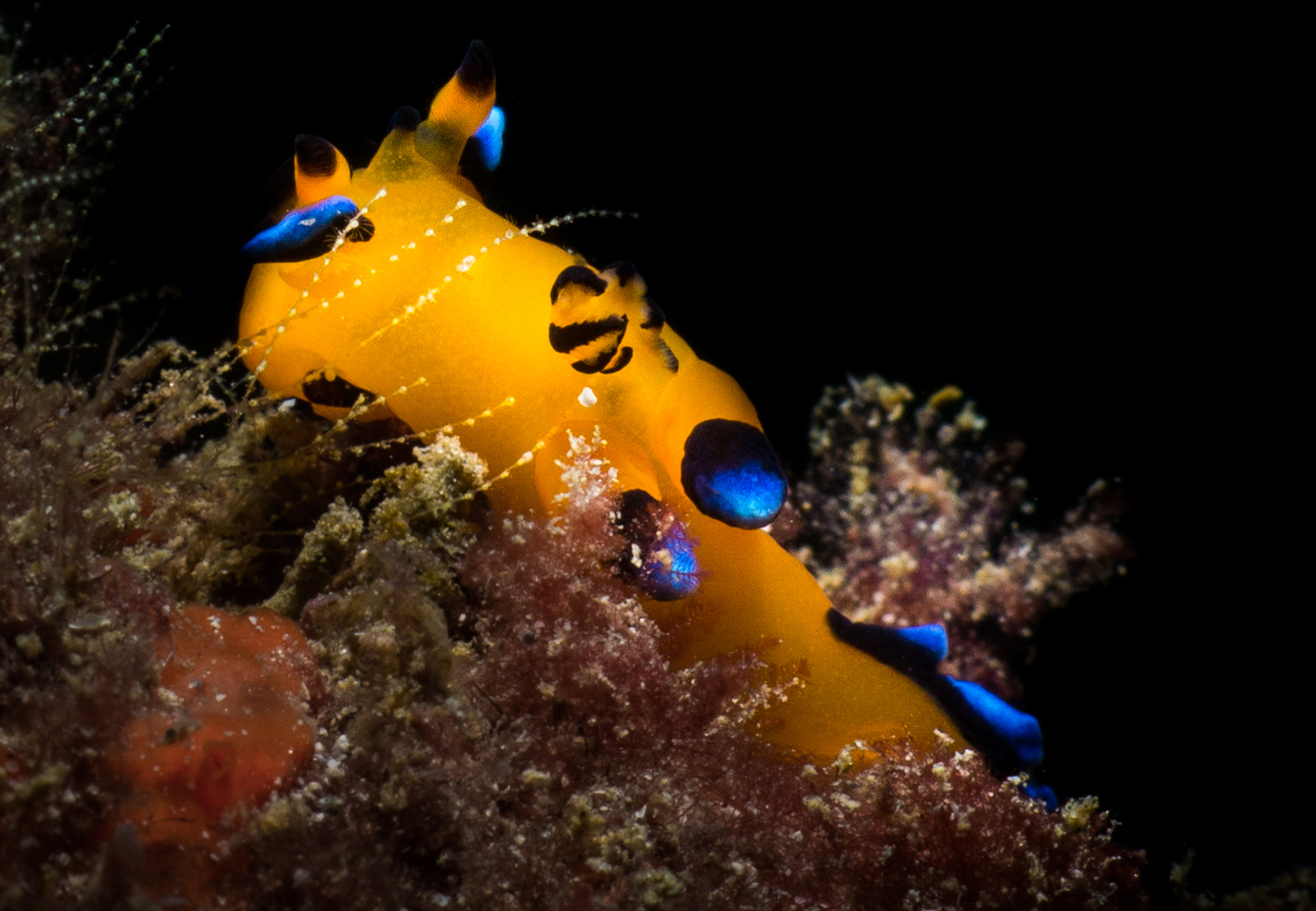 Bioluminescent Sea Slugs with Raspberry Hearts (Image Credits: Wikimedia)