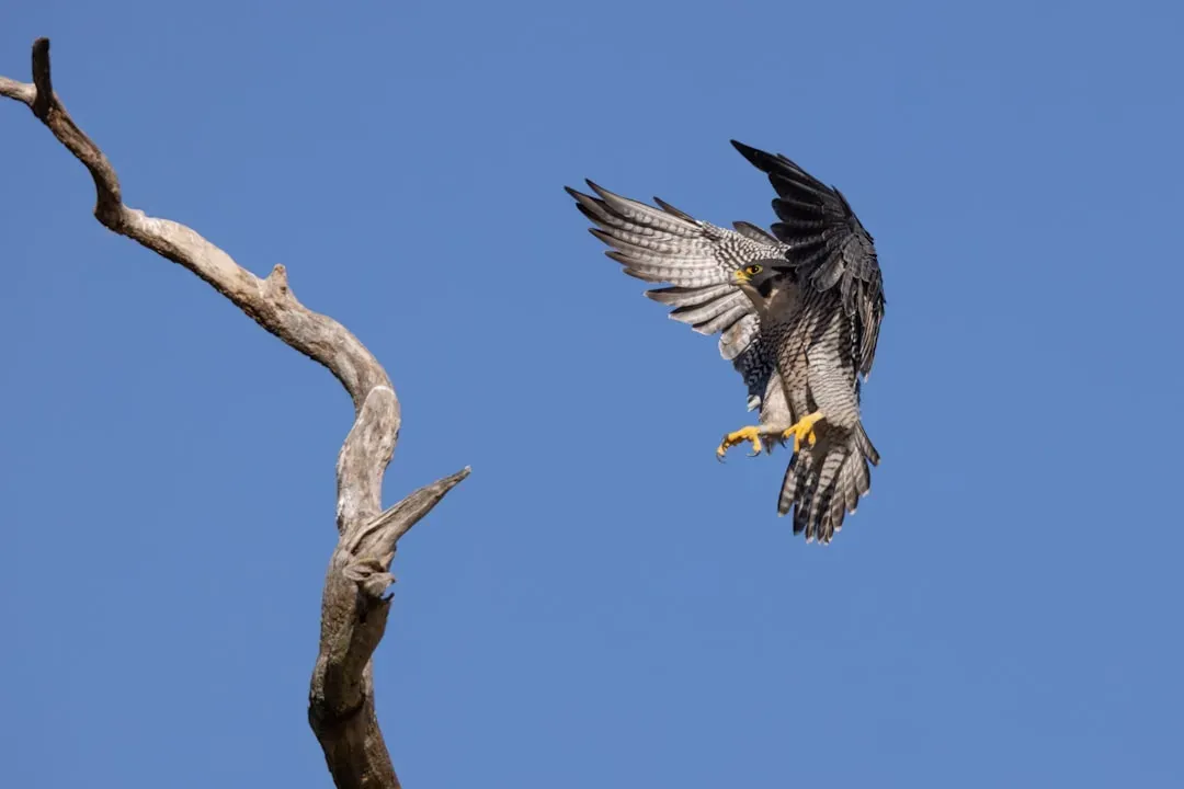The Peregrine Falcon: Speed Beyond Comprehension (Image Credits: Unsplash)