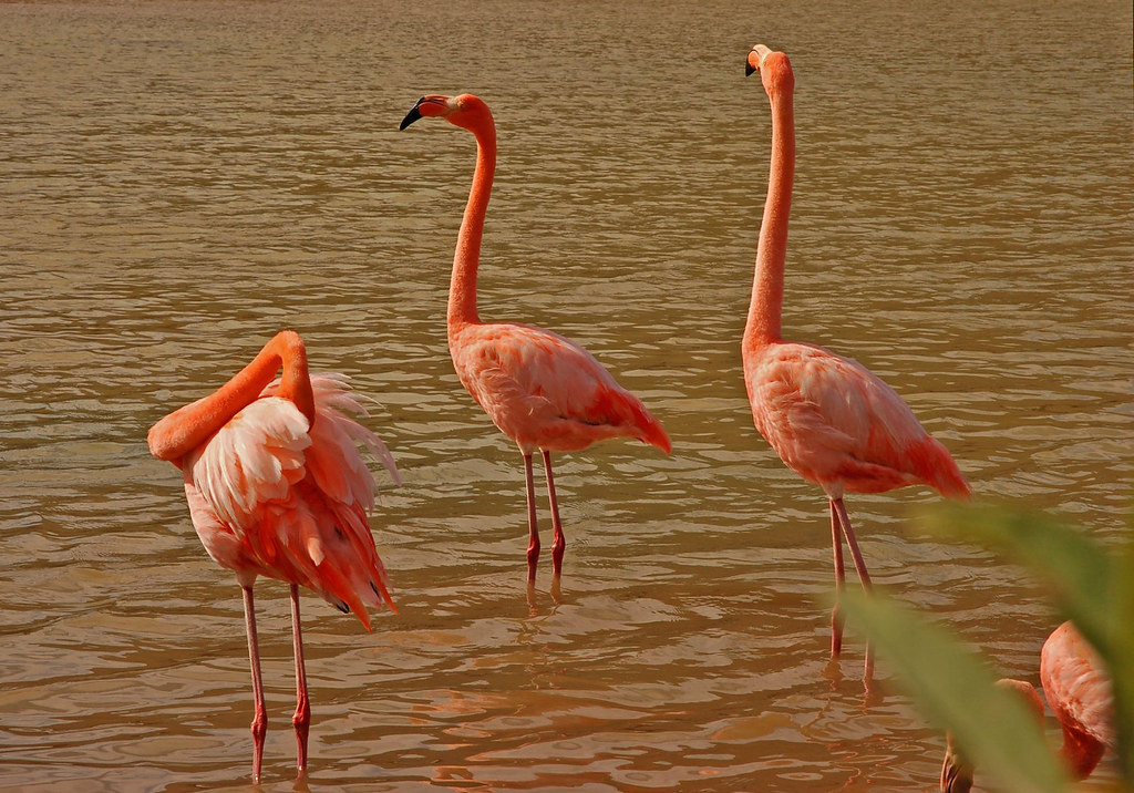 Libra - The Elegant Flamingo (Image Credits: Flickr)
