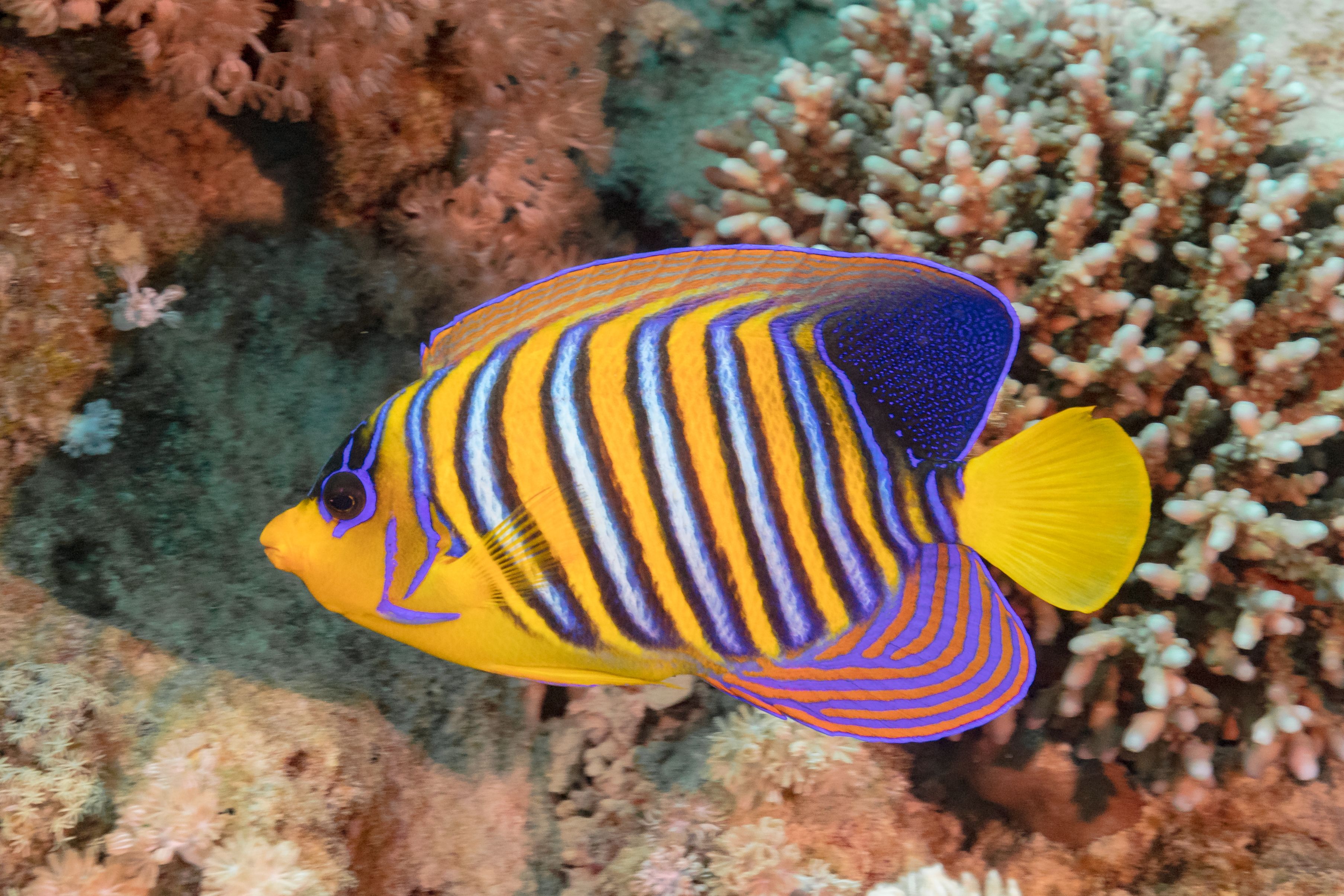Libra (September 23 - October 22): The Graceful Angelfish (Image Credits: Wikimedia)