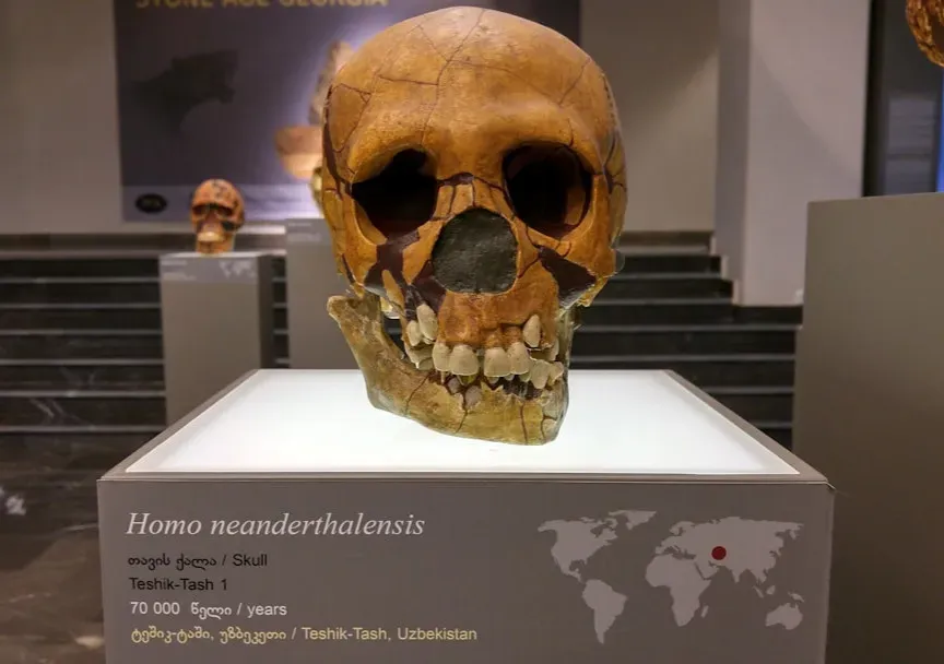 A Genetic Bottleneck That Nearly Erased Neanderthals From History (Image Credits: Unsplash)