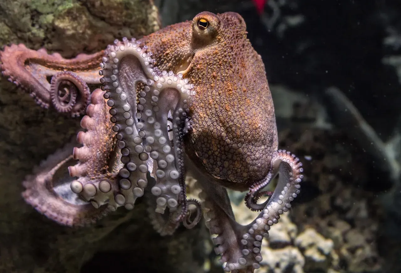 The Octopus: Nine Brains, Blue Blood, and Behavior Science Can't Fully Explain (Image Credits: Pixabay)