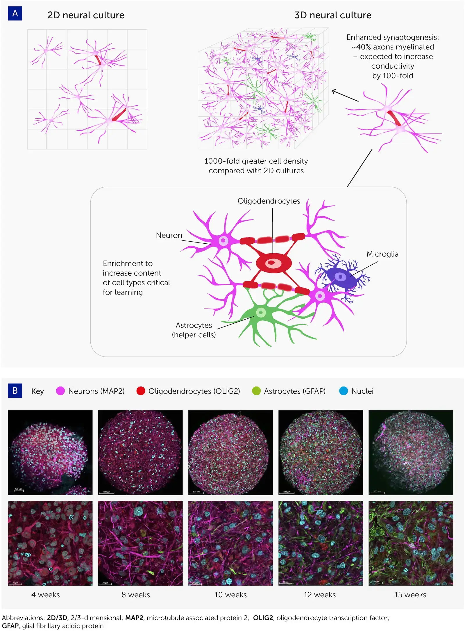 What Does the Evidence Say About Organoid Consciousness Today? (By Authors of the study:
Lena Smirnova
Brian S. Caffo
David H. Gracias
Qi Huang
Itzy E. Morales Pantoja
Bohao Tang
Donald J. Zack
Cynthia A. Berlinicke
J. Lomax Boyd
Timothy D. Harris
Erik C. Johnson
Brett J. Kagan
Jeffrey Kahn
Alysson R. Muotri
Barton L. Paulhamus
Jens C. Schwamborn
Jesse Plotkin
Alexander S. Szalay
Joshua T. Vogelstein
Paul F. WorleyThomas Hartung, CC BY 4.0)