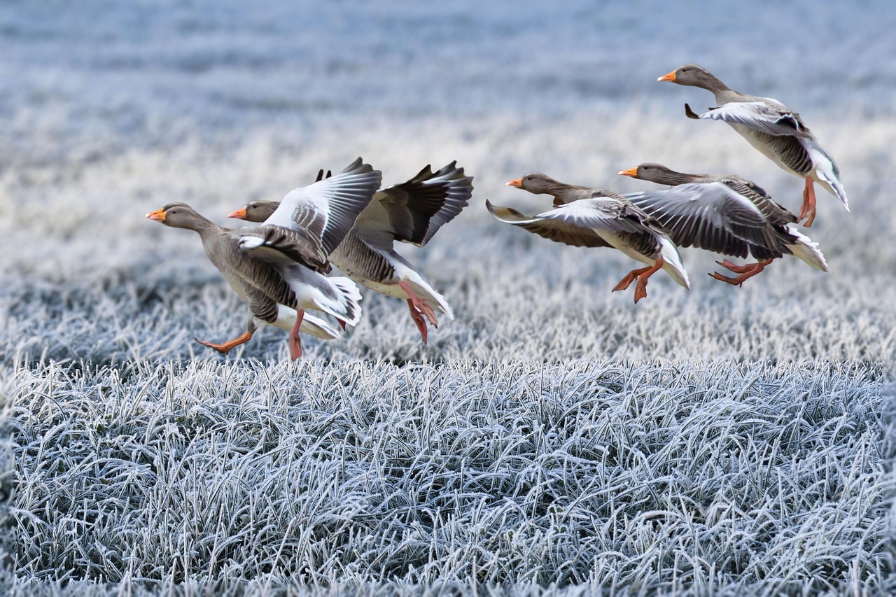 Atmospheric Pressure and Bird Behavior (Image Credits: Pixabay)