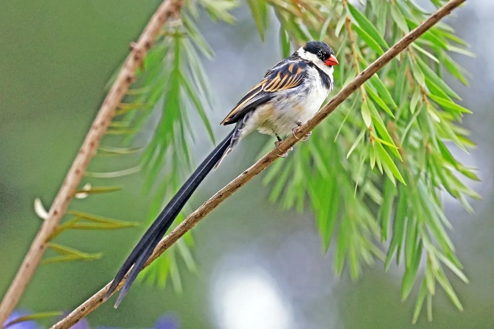 5. Pin-tailed Whydah – The Show-off That Outsources Parenting (Own work, from Sharp Photography, sharpphotography, CC BY-SA 4.0)
