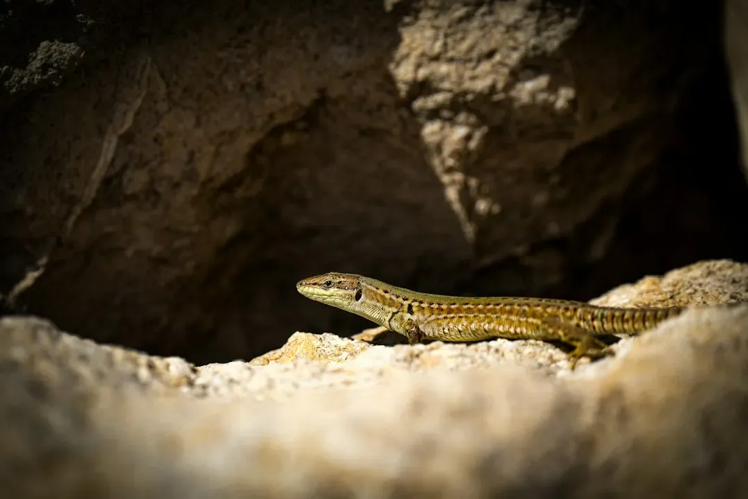 #9 A Once‑Mentioned Cave Lizard (Image Credits: Unsplash)