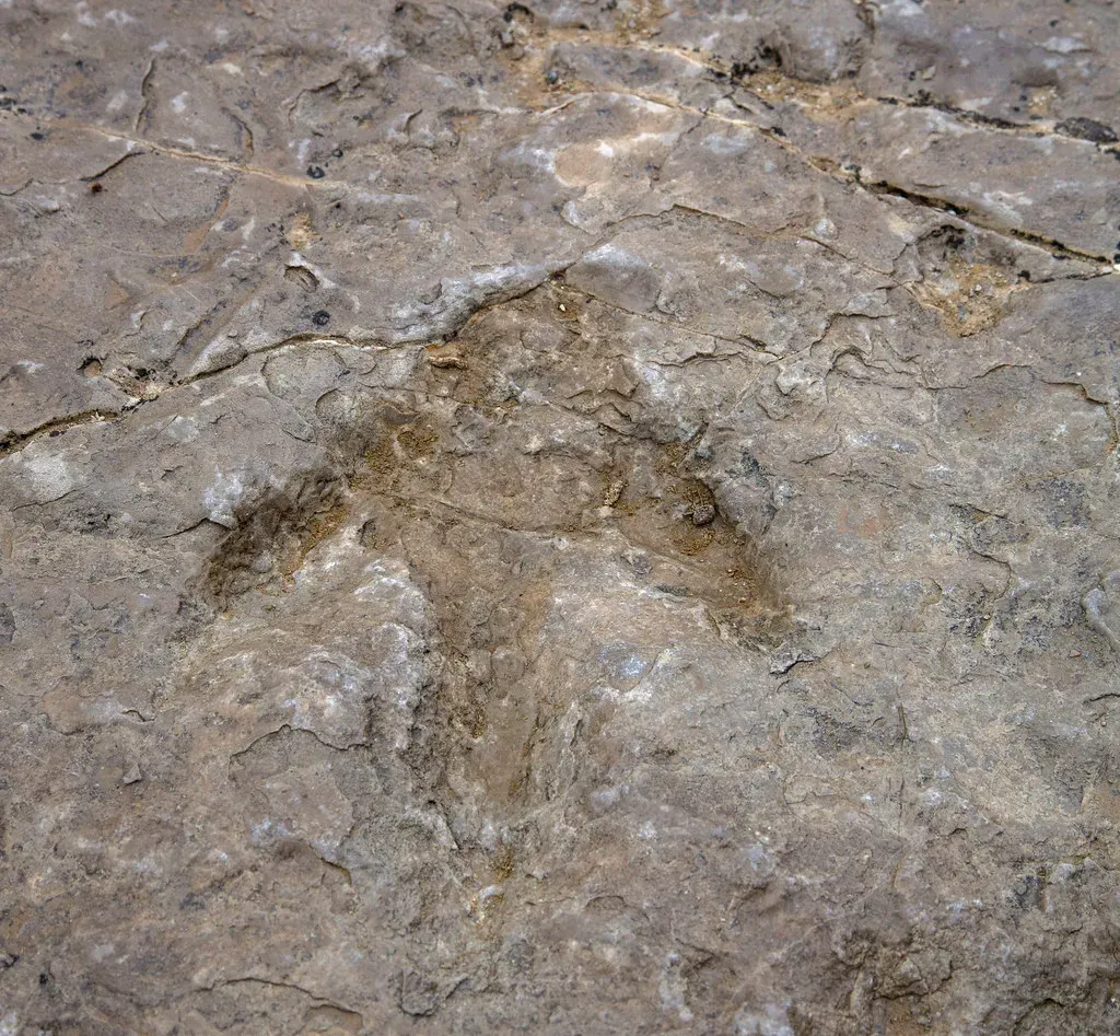 Footprints vs. Bones: Why Tracks Show a Different Side of Dinosaurs (BLM_Wyoming, Flickr, CC BY 2.0)
