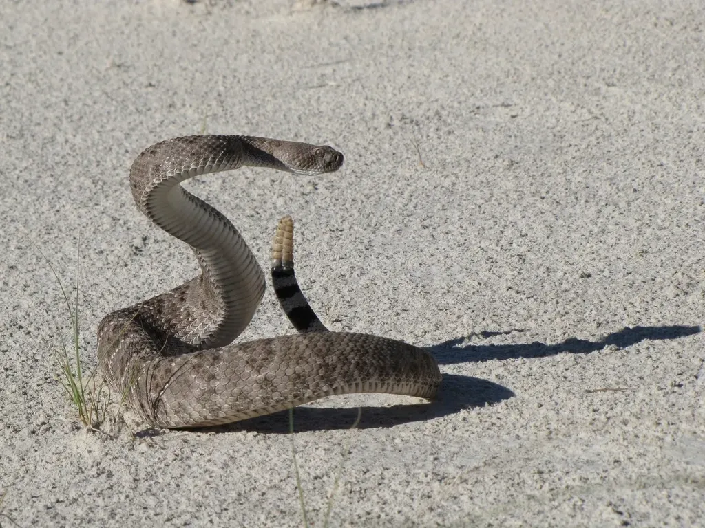 #8 Scorpio – Western Diamondback Rattlesnake: The Intense Guardian (Image Credits: Rawpixel)