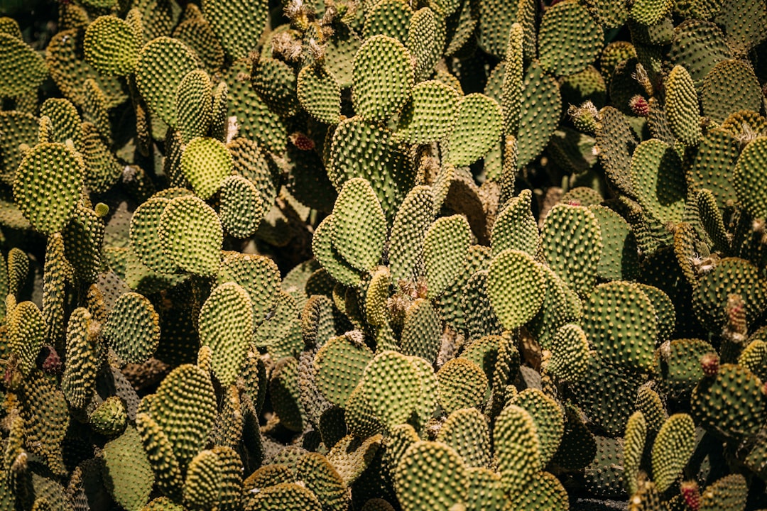 Waxy Armor Against Water Loss (Image Credits: Unsplash)