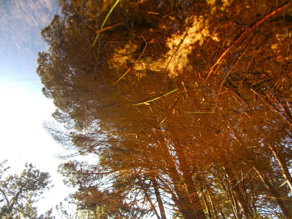 Active Fire Promotion: Trees That Play With Matches (Image Credits: Flickr)