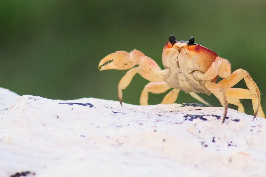 4. The Crab (Cancer) - Armor Around a Tender Heart (Image Credits: Unsplash)