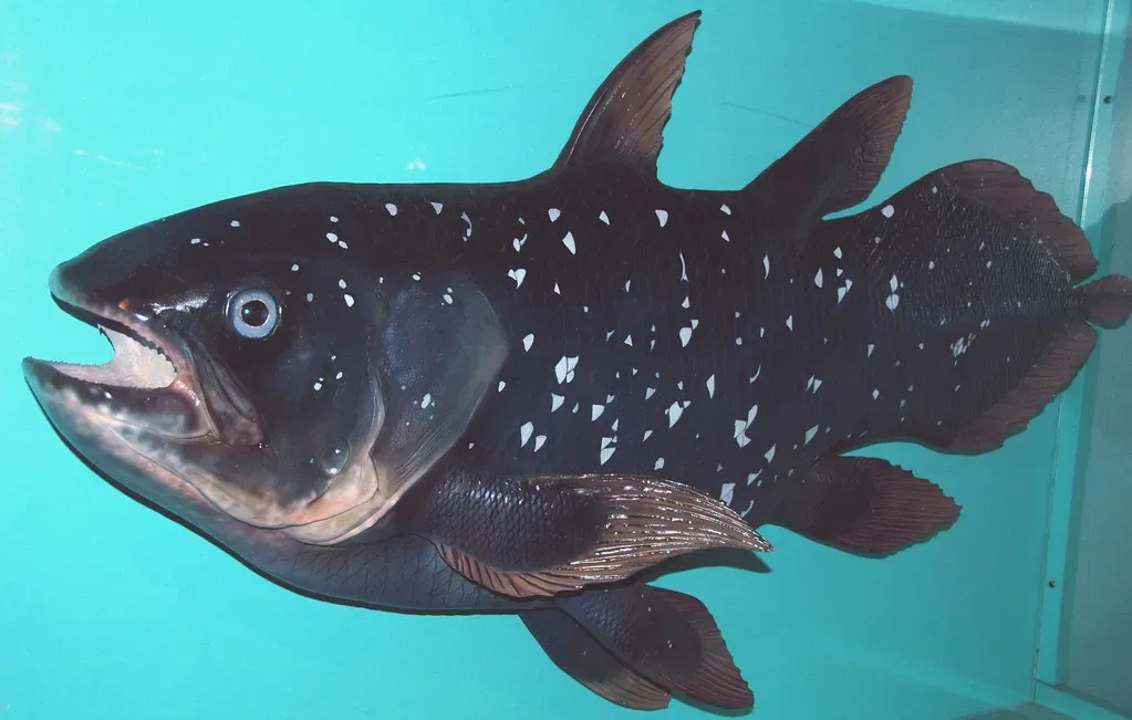#4 The Coelacanth: A “Fossil” Fish That Refused to Stay Extinct (James St. John, Flickr, CC BY 2.0)