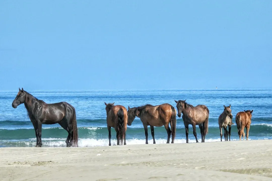 3. Assateague Island, Maryland–Virginia: Wild Horses on a Moving Barrier (Image Credits: Unsplash)