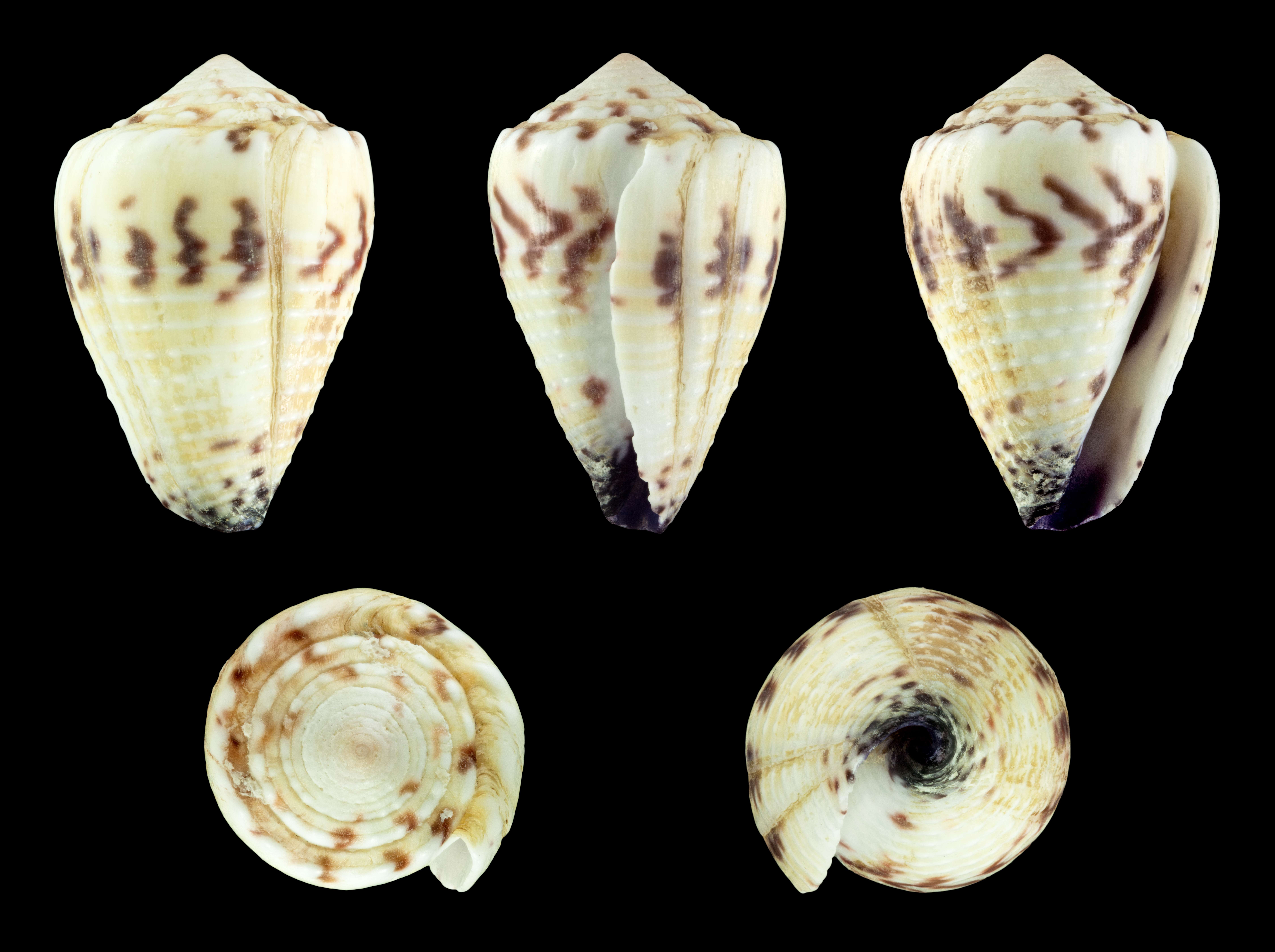 The Hidden Economy of Venom (Image Credits: Wikimedia)