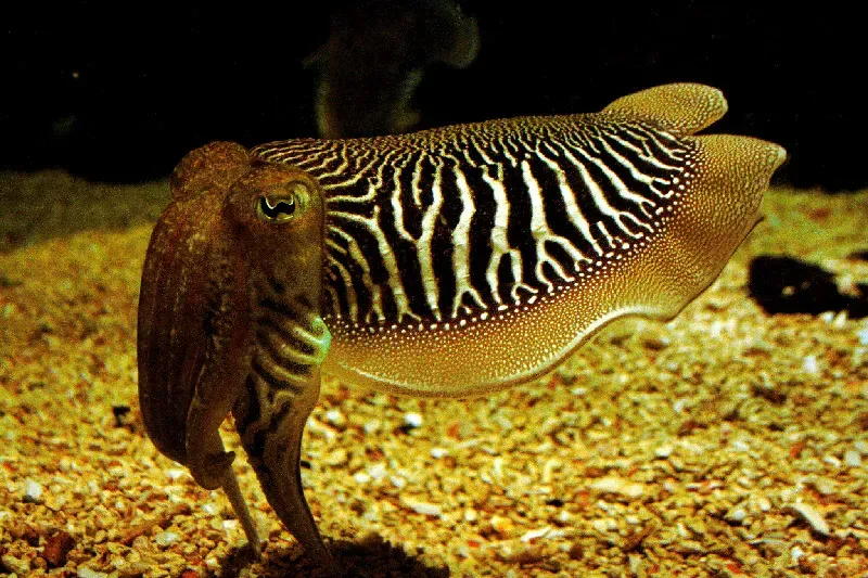 Cuttlefish Have Invented Their Own Sign Language (Image Credits: Wikimedia)