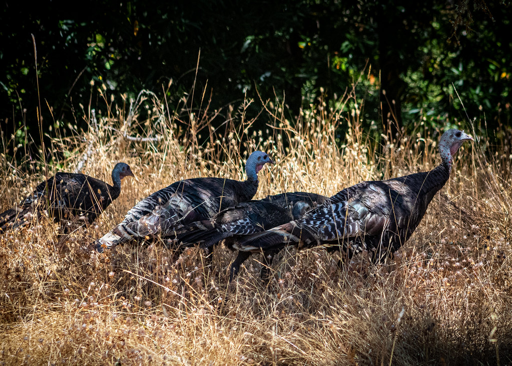 California: A Surprising Powerhouse (Image Credits: Flickr)