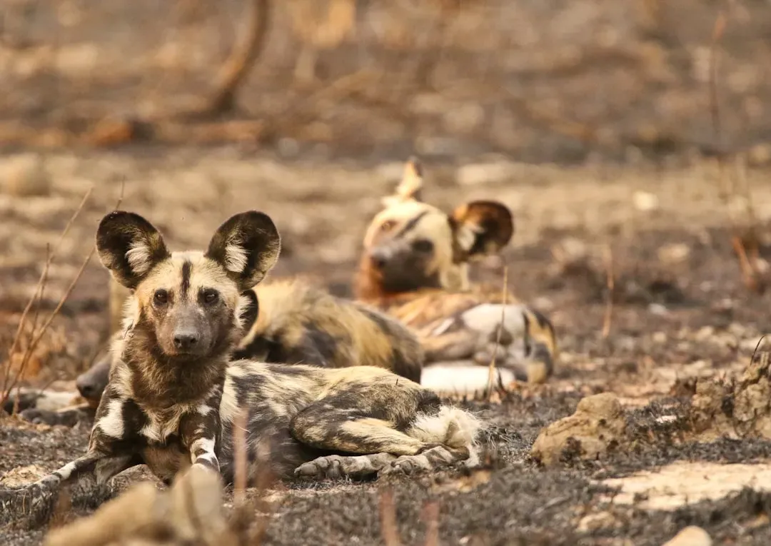 7. African Wild Dog – The Vanishing Painter of the Savannah (Image Credits: Unsplash)