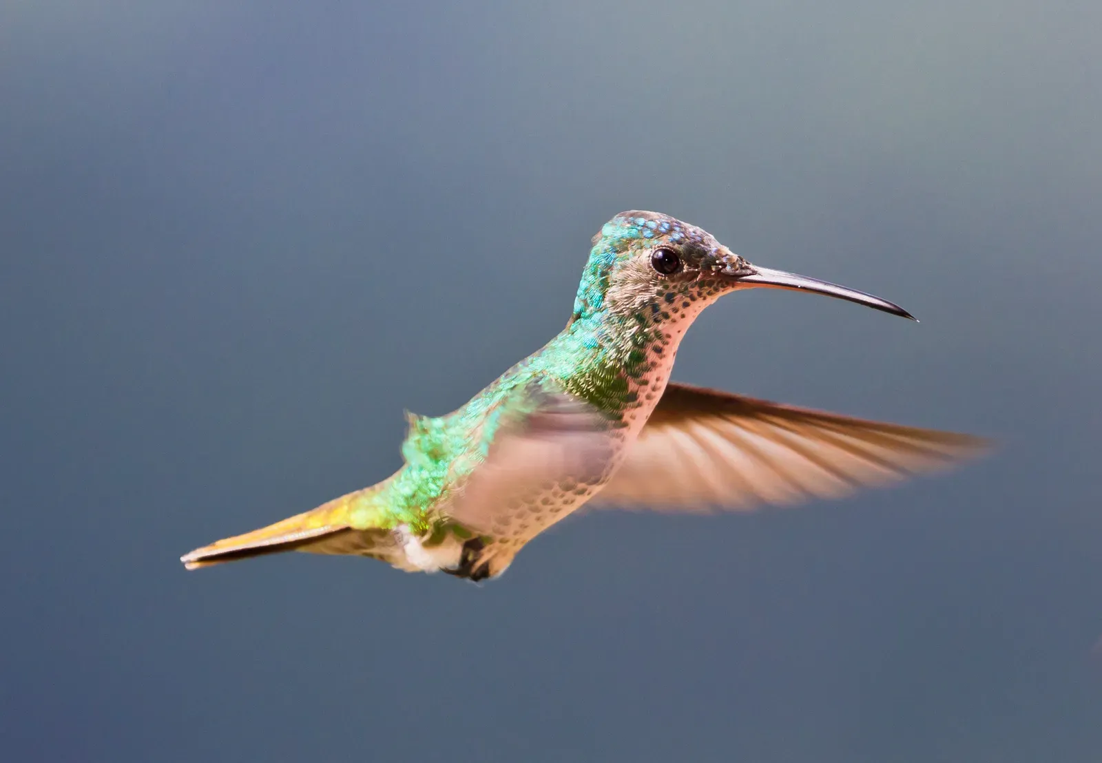 #5 - Their Heads Stay Locked Like a High-End Camera Gimbal (By Marcial4, CC BY-SA 3.0)