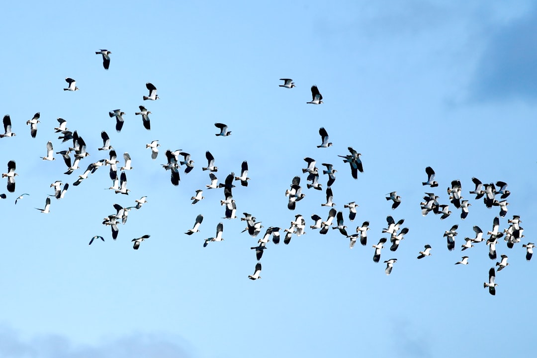 Radar Technology Reveals Migration Disruptions (Image Credits: Unsplash)