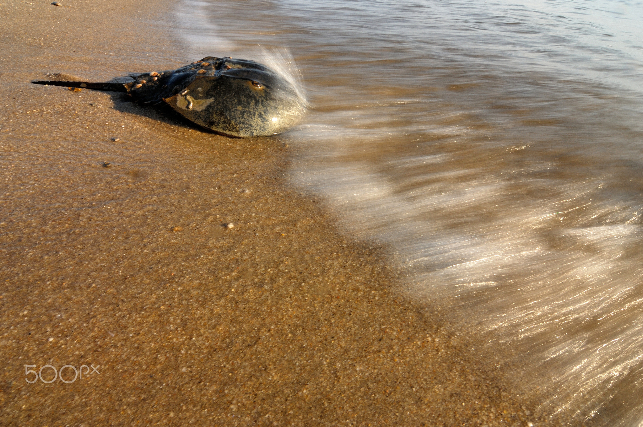 The Horseshoe Crab Clock (Image Credits: Wikimedia)