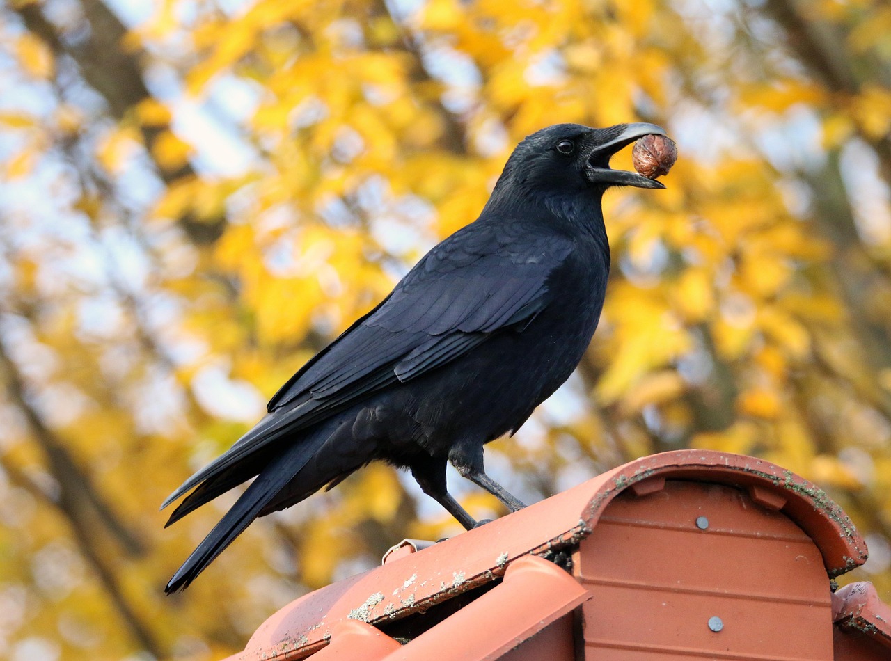 Crows: The Feathered Einsteins Using Traffic as Their Personal Nutcracker (Image Credits: Pixabay)