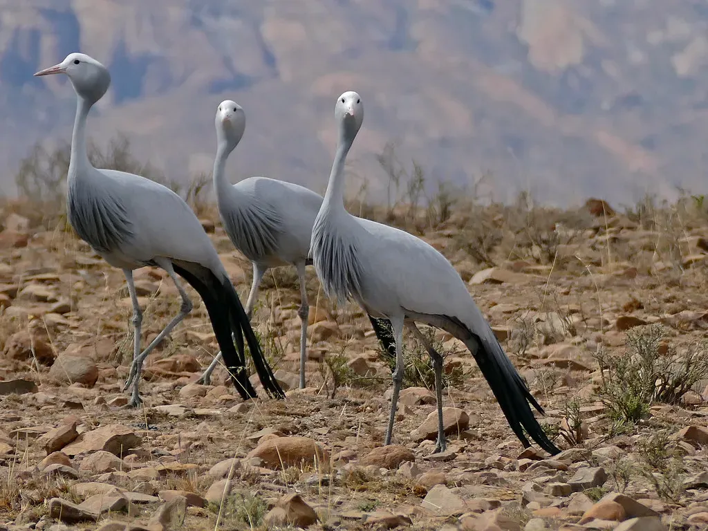 Blue Crane – South Africa’s Elegant National Bird (Bernard DUPONT, Flickr, CC BY-SA 2.0)