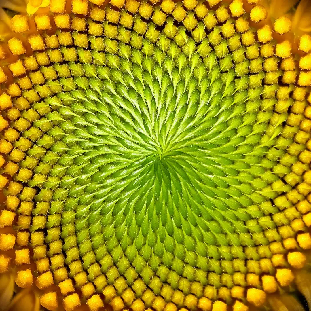 Spirals in Sunflowers, Pinecones, and the Architecture of Plants (Image Credits: Unsplash)