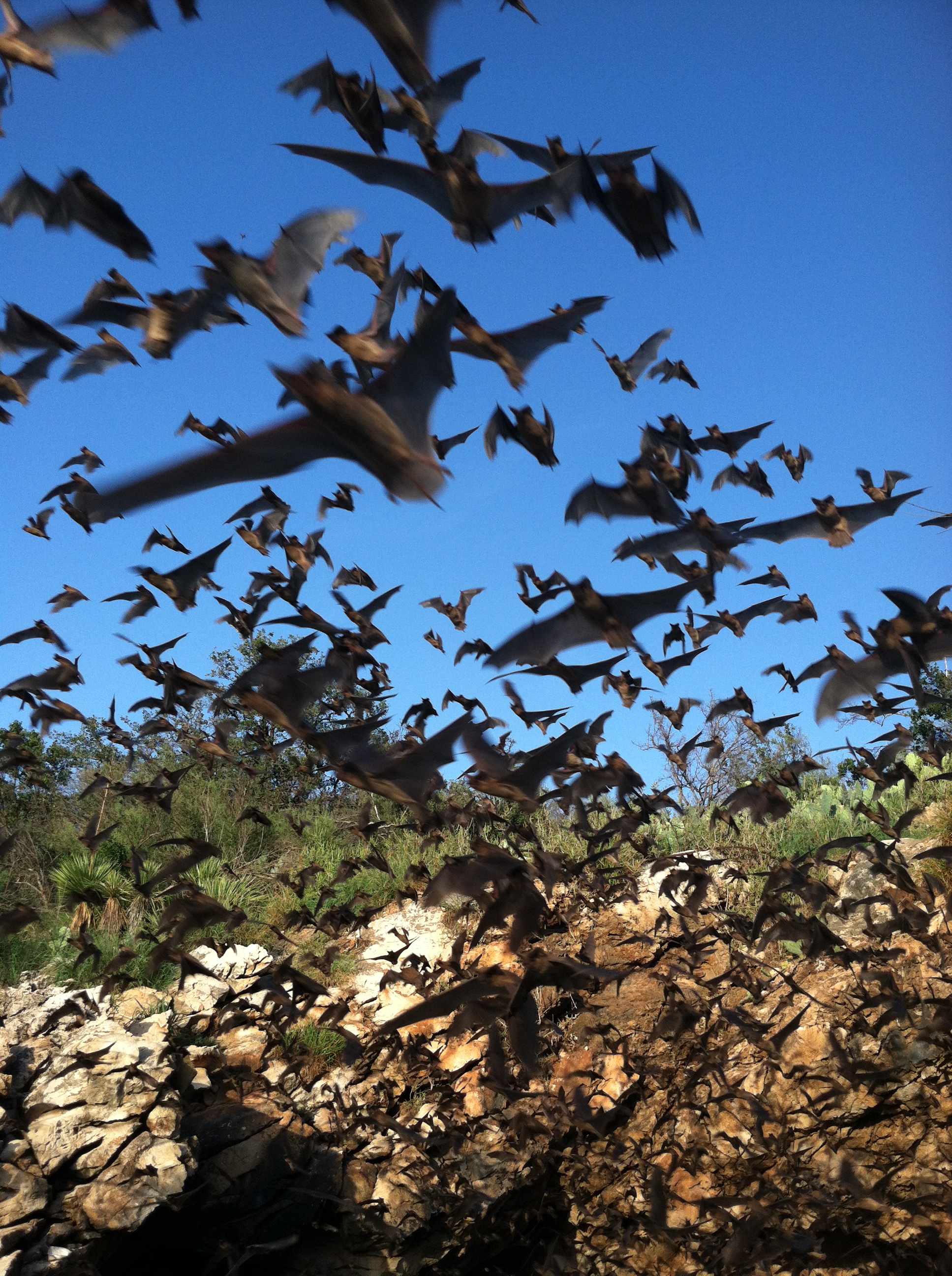 McNeil Overpass: Round Rock's Rising Star (Image Credits: Wikimedia)