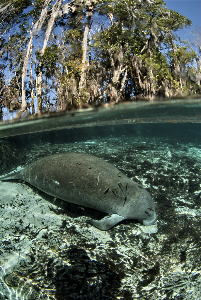 Power Plant Dependencies: A Double-Edged Adaptation (Image Credits: Wikimedia)