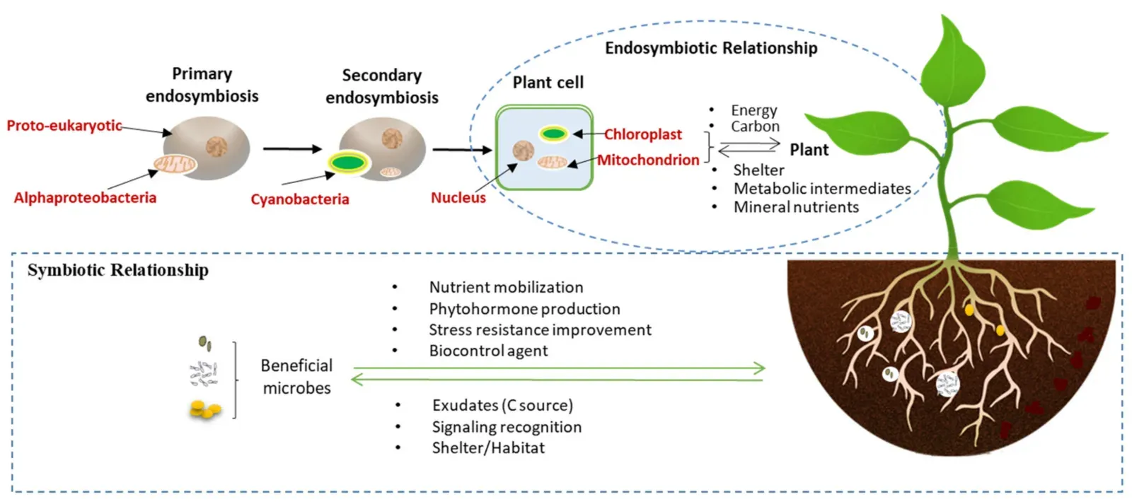 6. The Endosymbiotic Theory: Your Cells Are a Biological Merger (Image Credits: Wikimedia)