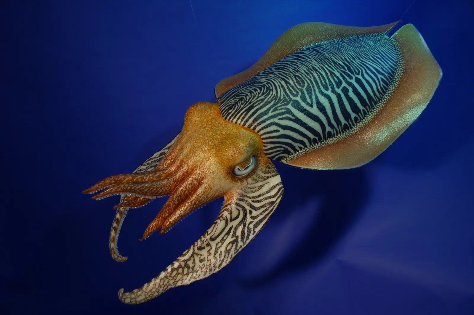 Color-Changing Skin: The Cuttlefish's Double Life (Image Credits: Wikimedia)
