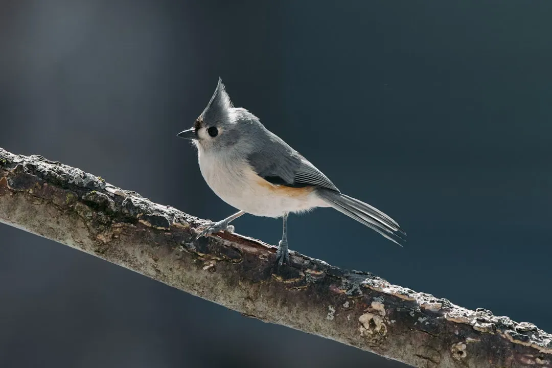 6. Tufted Titmouse: The Cautious Scout That Suddenly Speeds Up (Image Credits: Unsplash)
