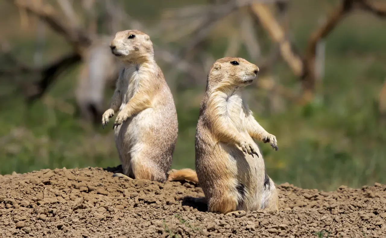 10. Prairie Dogs: Town Planners of the Grasslands (Image Credits: Pixabay)