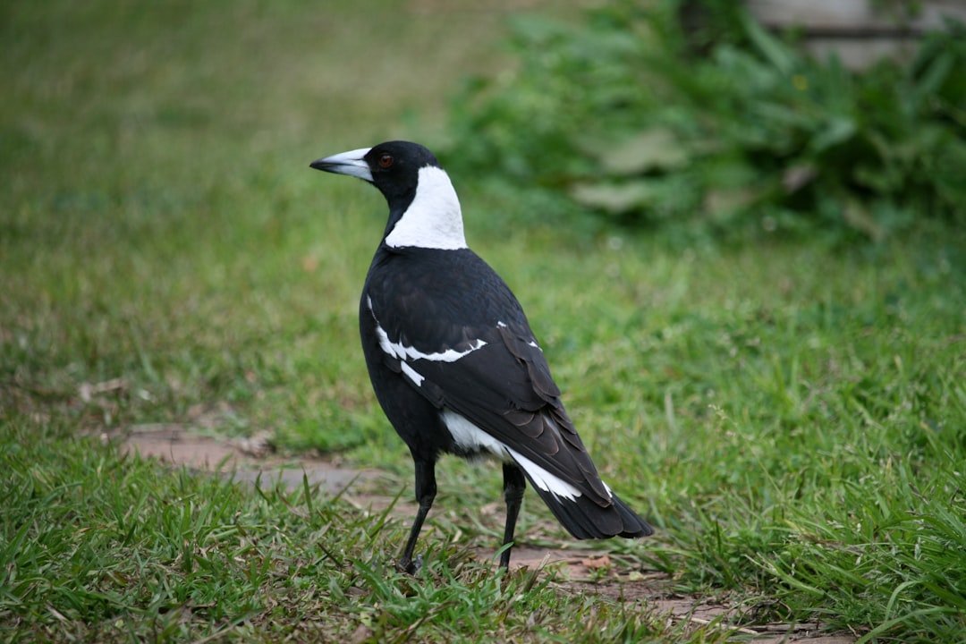 Gemini's Chattering Companion: The Magpie (Image Credits: Unsplash)